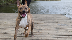 Lost Pet: Rexley Hernandez