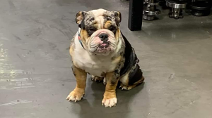 Lost Pet: Whiskey