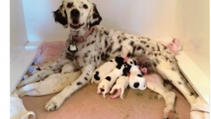 Lost Pet: Molly