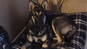 Lost Pet: Rain