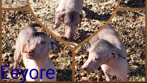 Lost Pet: Eeyore
