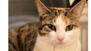 Lost Pet: Cleo