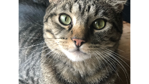 Lost Pet: Arlo