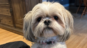 Lost Pet: Zumi
