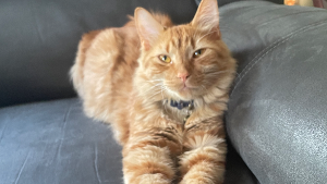 Lost Pet: BUDDY
