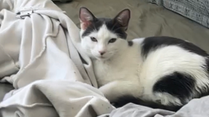 Lost Pet: Tchalla