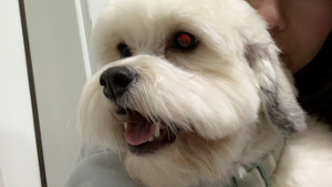 Lost Pet: Bo Nguyen