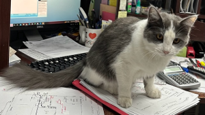 Lost Pet: BIJOUX