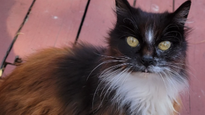 Lost Pet: Nina