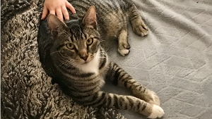 Lost Pet: Lucky