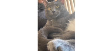 Lost Pet: Thor