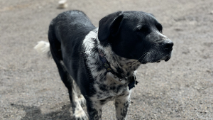 Lost Pet: Jaco
