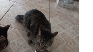 Lost Pet: Lucky