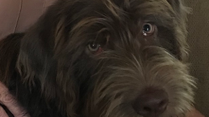 Lost Pet: Harley