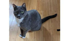 Lost Pet: Marion