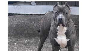 Lost Pet: Chico