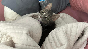 Lost Pet: Georgia