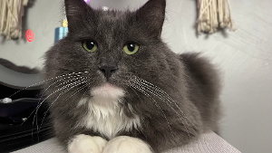 Lost Pet: Loki