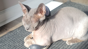Lost Pet: Sully
