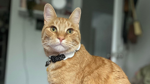 Lost Pet: Mango