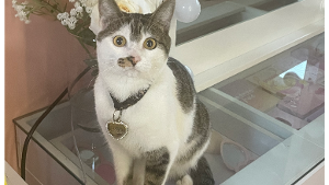 Lost Pet: Aiko