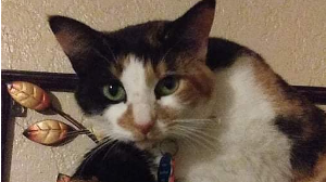Lost Pet: Mud Pie