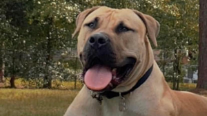 Lost Pet: Penny