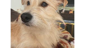 Lost Pet: Hachi
