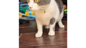 Lost Pet: Galina