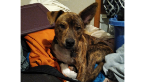 Lost Pet: Rillo