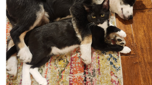 Lost Pet: Ted