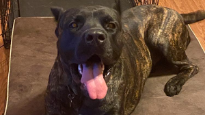 Lost Pet: SAFARI