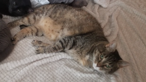 Lost Pet: Nala