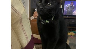 Lost Pet: Alice