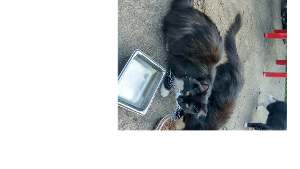 Lost Pet: CALEB