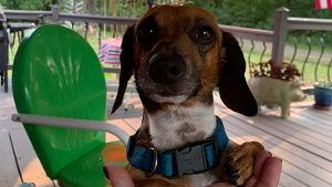 Lost Pet: Harley