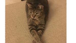 Lost Pet: Finnie