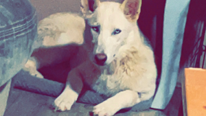 Nala - Lost Pet Database - Lost & Found Pets Near Me PetLink