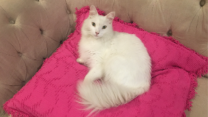 Lost Pet: Olaf