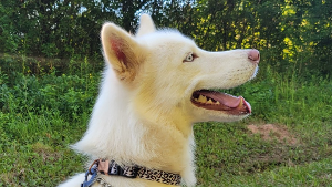 Lost Pet: Nova
