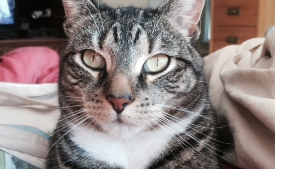 Lost Pet: Catastrophy