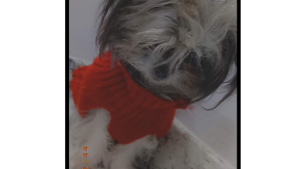 Lost Pet: Lili Lilo Lila Lily Lloret