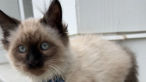 Lost Pet: Mark