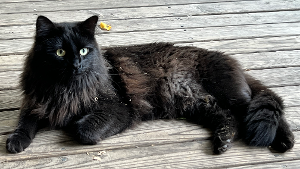 Lost Pet: Bo