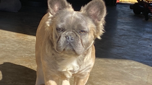 Lost Pet: Bear