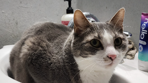 Lost Pet: SKY