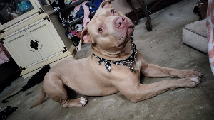 Lost Pet: Sosa Lite