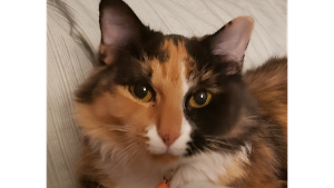 Lost Pet: SOPHIA