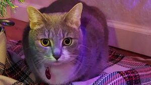 Lost Pet: Izzy