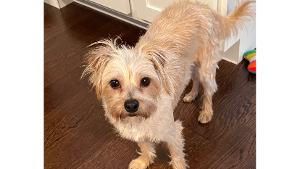 Lost Pet: CiCi